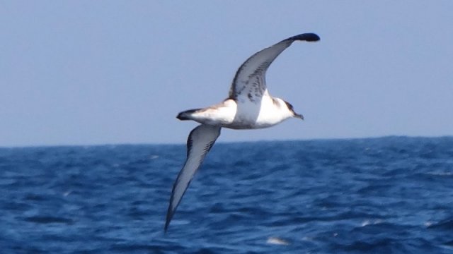 Offshore from Sambro, NS - September 21, 2013 - in flight from below