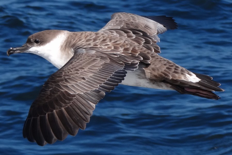 Offshore from Lower West Pubnico, NS - August 16, 2014 - in flight from above