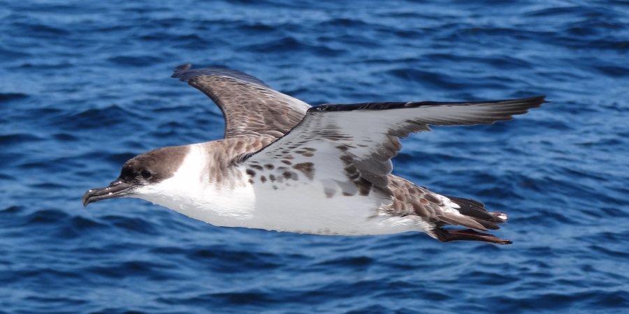 Offshore from Lower West Pubnico, NS - August 16, 2014 - in flight from above