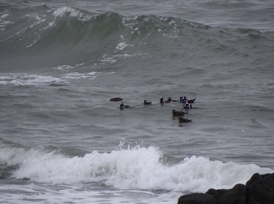 Port George, NS - Dec. 20, 2012 - the bigger picture