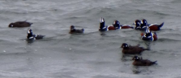 Port George, NS - Dec. 20, 2012 - females front right / males rear right