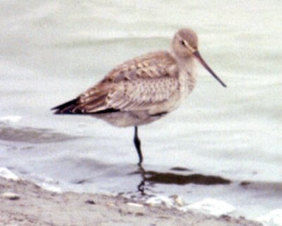 Munster, ON - Nov. 11, 1990