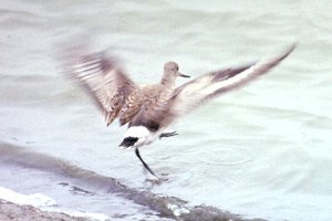 Munster, ON - Nov. 11, 1990