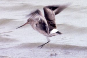 Munster, ON - Nov. 11, 1990