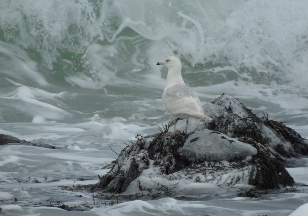 Yarmouth Bar, NS - Feb. 17, 2015 - 2nd winter