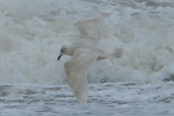 Cottage Cove, NS - Mar. 23, 2015 - 1st winter in flight