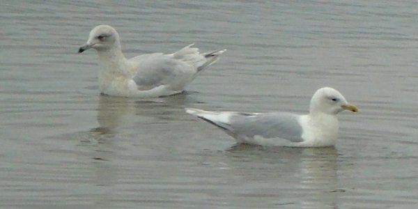Lower West Pubnico, NS - Jan. 19, 2015 - 2nd winter (left) and adult (right)