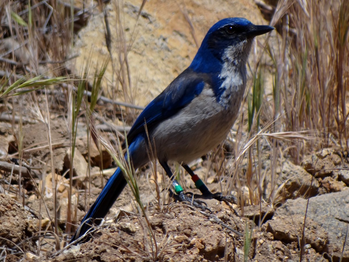 Santa Cruz Island, CA - Apr. 26, 2013