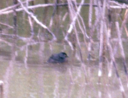 Least Grebe - Santa Ana NWR, TX - Apr. 3, 1986