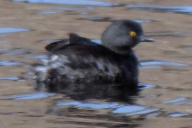 Pena Blanca Lake, AZ - Jan. 12, 2012