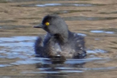 Pena Blanca Lake, AZ - Jan. 12, 2012