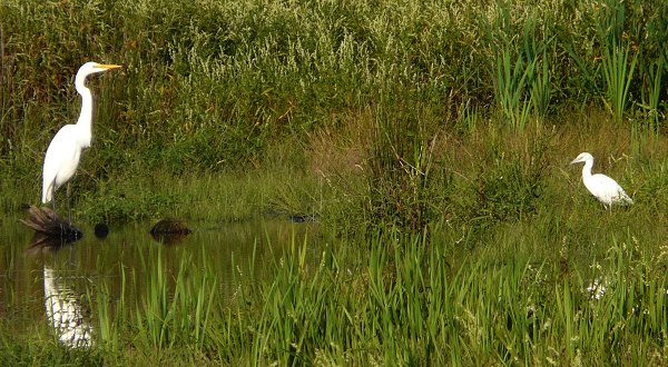 Huntley Meadows Park, VA - Sep. 14, 2008