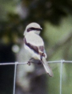 Gainsville, FL - May 18, 1985