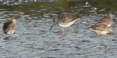 Montezuma NWR, NY - Oct. 6, 2006