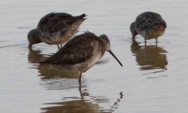 Gilbert Water Farms, Gilbert, AZ - Apr. 2, 2010