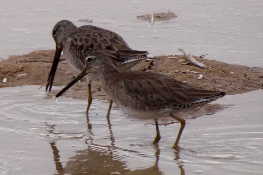Gilbert Water Ranch, Gilbert, AZ - Feb. 3, 2014