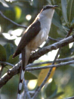 Saddlebunch Key, FL - May 13, 1985