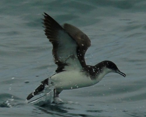 Offshore from Lower West Pubnico, NS - August 13, 2016 - taking off