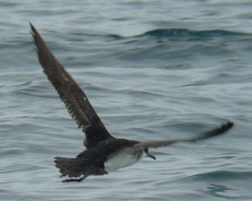 Offshore from Lower West Pubnico, NS - August 13, 2016 - flying