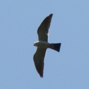 Huntley Meadows Park, VA - May 21, 2007