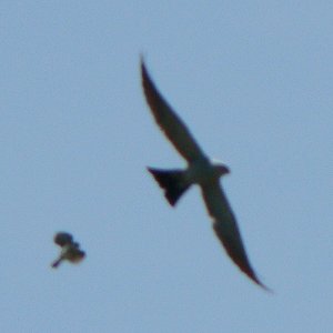 Huntley Meadows Park, VA - May 21, 2007