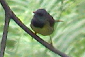 Indian Creek, n. Bourget, ON - Jun. 24, 2005 - adult male