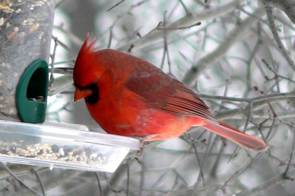 Shirleys Bay, ON - Jan. 8, 2006 - male