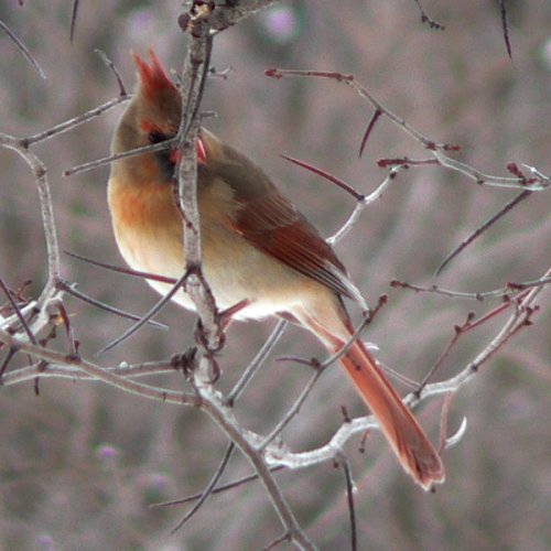 Shirleys Bay, ON - Jan. 8, 2006 - female