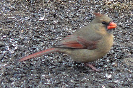 Mason Neck State Park, VA - Feb. 13, 2007 - female