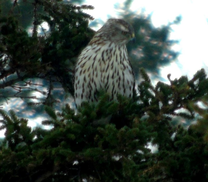 Cottage Cove, NS - Mar. 9, 2015 - juvenile