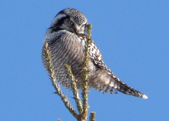 Eden, VT - Jan. 10, 2009