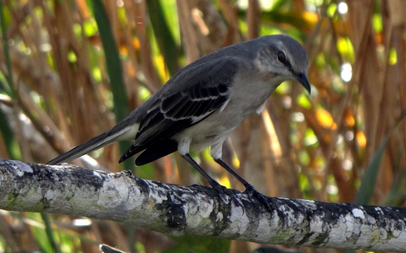 Anhinga Trail, Everglades National Park, FL - Jan. 12, 2013