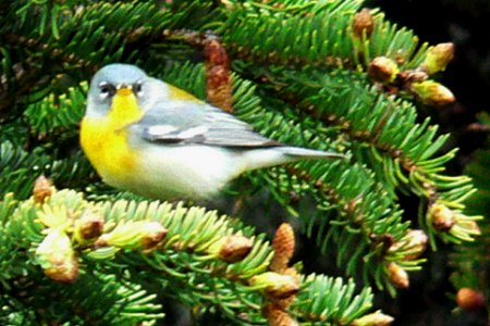 Grand Manan, NB - May 22, 2006 - female
