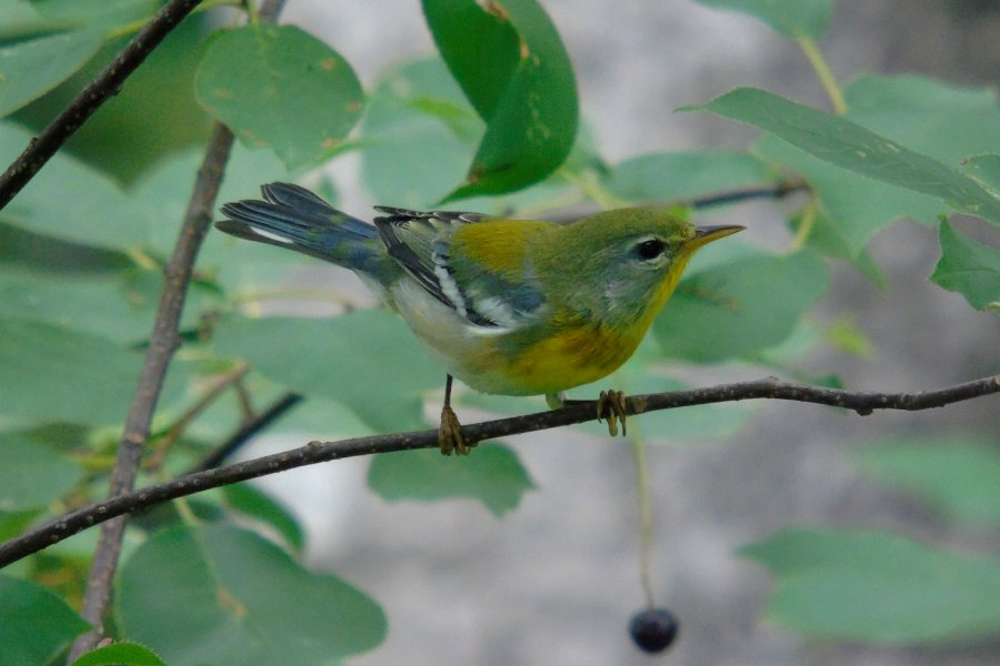 Middleton, NS - Aug. 22, 2016 - 1st fall male