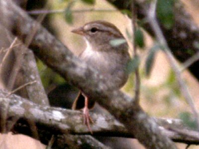 Santa Ana NWR, TX - Apr. 3, 1986