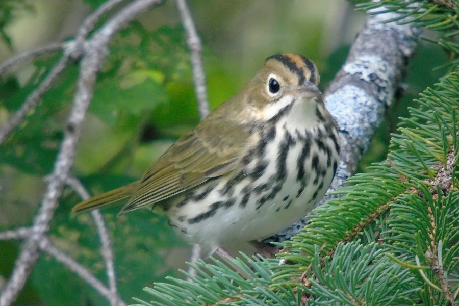 Lawrencetown, NS - Aug. 19, 2016