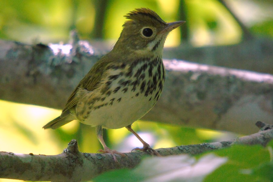 Tremont, NS - Aug. 20, 2016