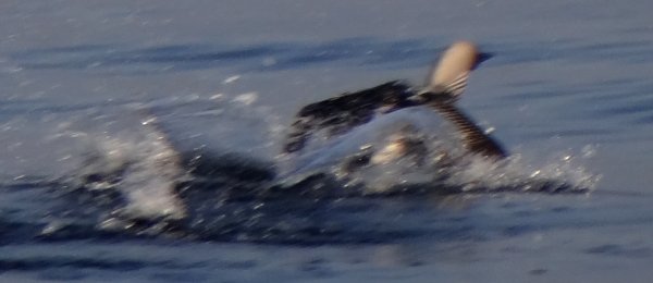 Offshore from Ventura, Santa Barbara Co., CA  - Apr. 27, 2013 - breeding plumage