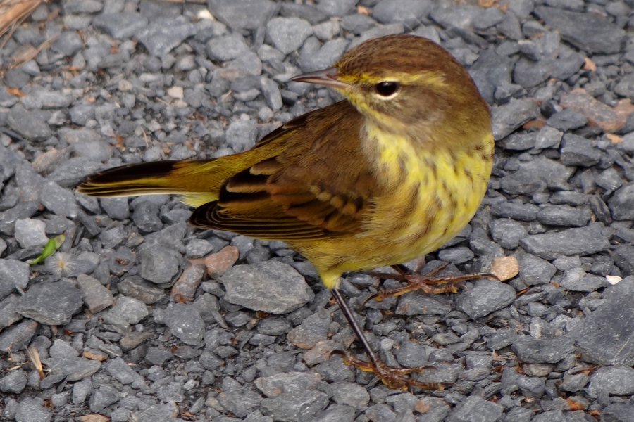 French Basin Trail, Annapolis Royal, NS - Oct. 6, 2015