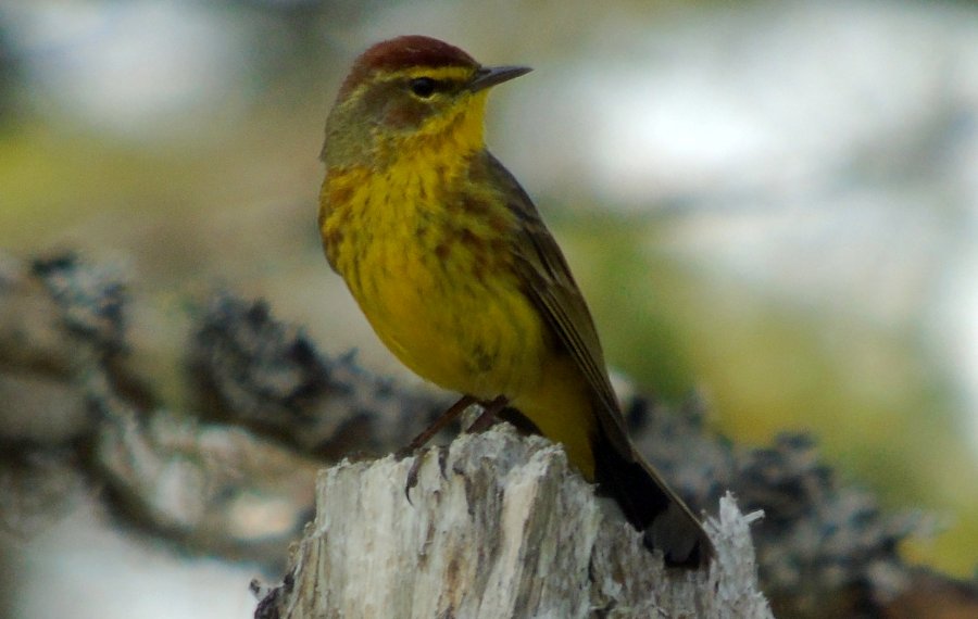 Hannamville, NS - Jun. 10, 2015