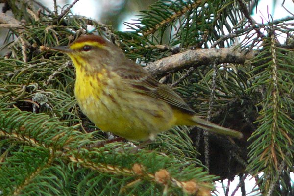 Britannia Conservation Area, Ottawa, ON - May 7, 2011