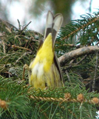 Britannia Conservation Area, Ottawa, ON - May 7, 2011