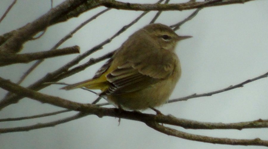 Pinkney's Point, NS - Nov. 12, 2015 - eastern non-breeding