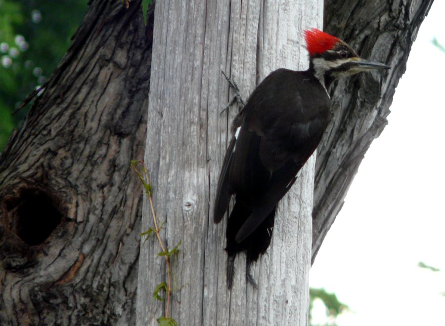 Our Back Yard, Ottawa West, ON - Jul. 8, 2011