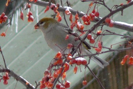 Carp, ON - Dec. 4, 2005 - female