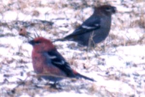 Margaretsville, NS - Dec. 27, 1985 - male and female