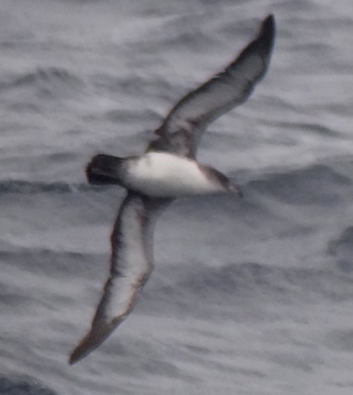 Offshore from Ventura, Santa Barbara Co., CA  - Apr. 27, 2013 - in flight