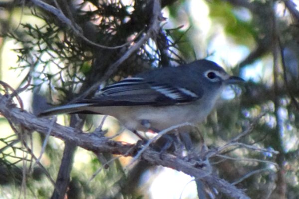 Boyce-Thompson Arboretum, Superior, AZ - Dec. 26, 2011