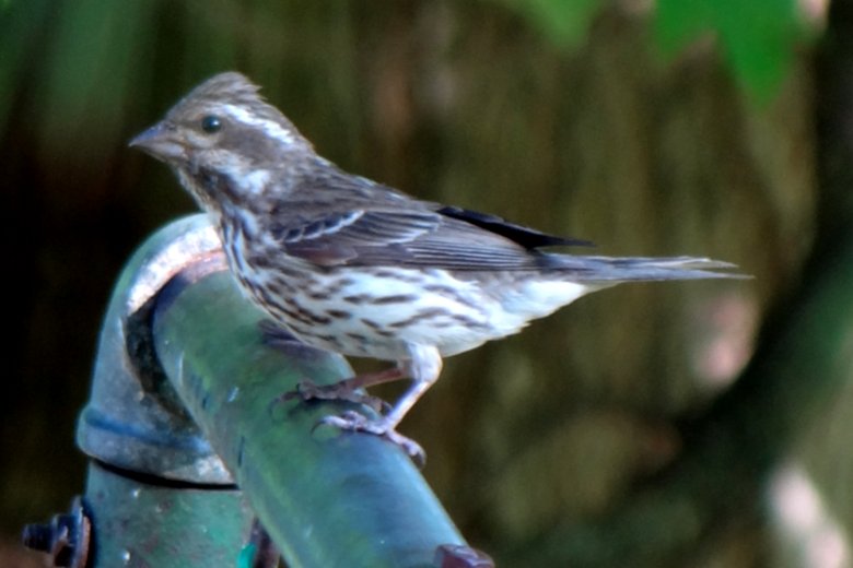 Tremont, NS - Jul. 11, 2012 - female