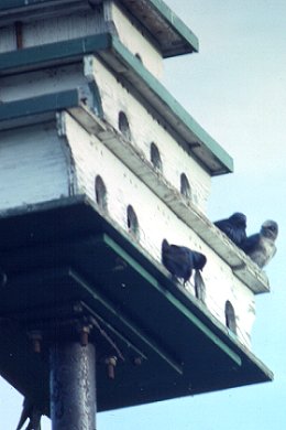 Britannia Conservation Area, Ottawa, ON - May 1, 1990